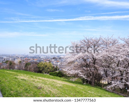 Beautiful cherry blossoms and blue sky