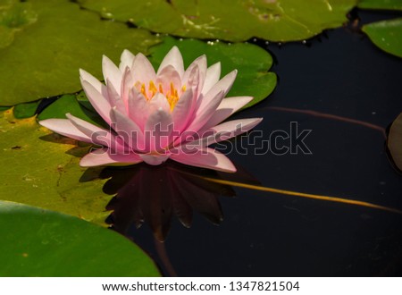 Close up of pink lotus flower 