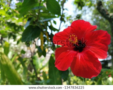 Beautiful red hibiscus flowers is flatten.There are five petals with stamens in the middle of one flora. The appearance of hibiscus petals is large.