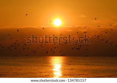 Group of Seagulls Flying in the Sunset over the sea
