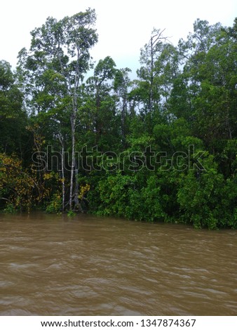 Mangrove rainforest on a stormy day on Daintree River - Queensland