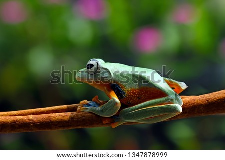 Tree Frog, Flying frog on branch