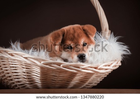 red puppy Shiba inu dog in a wicker basket with white fur on a brown background