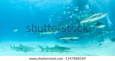 Picture shows Caribbean reef sharks and lemon sharks at the Bahamas
