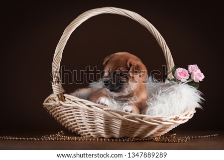 red puppy Shiba inu dog in a wicker basket with white fur and pink flowers roses on a brown background
