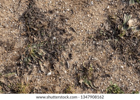 texture of dry old grass and dirt, small stones and young green grass on the soil in early spring, top view
