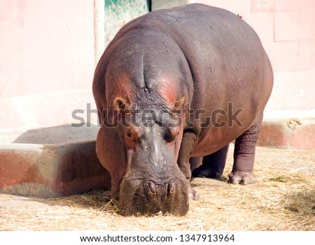 hippopotamus non-ruminant large animal Africa poacher poacher