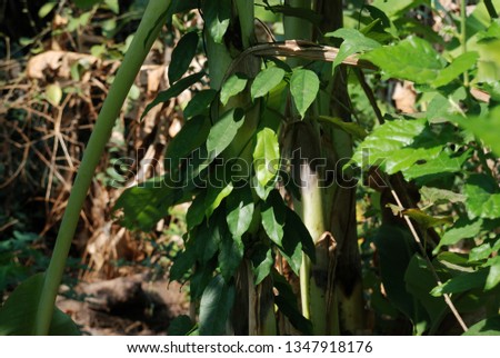 Tiliacora triandra Ivy has a round, sticky texture when soft, green. 