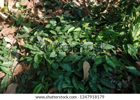 Tiliacora triandra Ivy has a round, sticky texture when soft, green. 