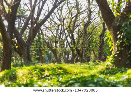 Big tree in the forest with light and shadow. Natural Background concept.