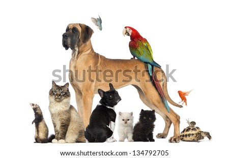 Group of pets - Dog, cat, bird, reptile, rabbit, isolated on white Royalty-Free Stock Photo #134792705