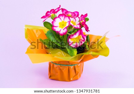 Colorfull Bright beautiful primrose gift. Studio Photo