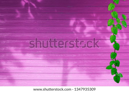 green leaves of Coatbuttons nature border and shadow plant tree on pink wood background