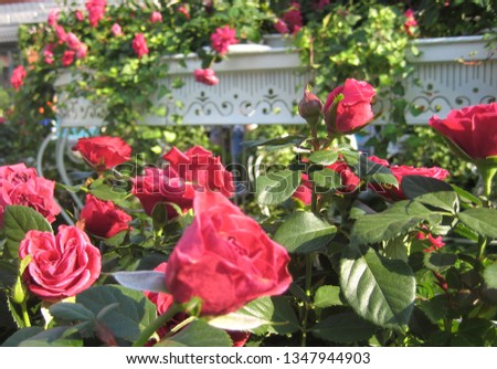 macro photo with decorative background of potted interior flowers rose plants with rose petals for landscaping and garden urban design as a source for prints, advertising, posters, decor, design