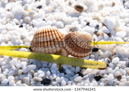 Just some shell on a coral beach in Sardinia