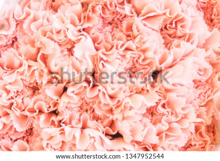 Orange carnations spray flowers have white lobe is blooming in bouquet at flower market,celebration,nature pattern soft selective blurred background,valentine day,sign of love