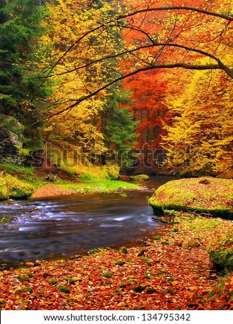 Autumn landscape, colorful leaves on trees, morning at river after rainy night. Colorful leaves. Autumn stream. Forest river. November scene.Fall morning river. Colors of river. Nature in autumn.