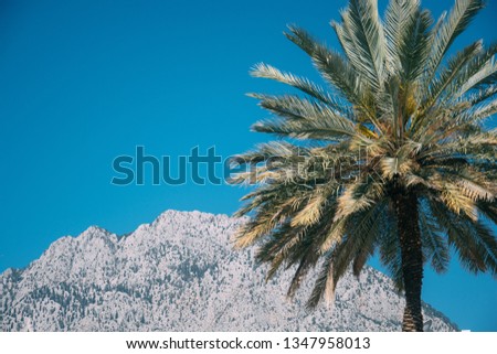 Palm trees and the mountains with blue cloudy sky