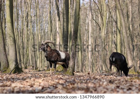 European mouflons (Ovis orientalis musimon). Wildlife animal.