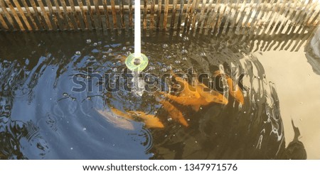 pet carp that lives in the home garden pool.