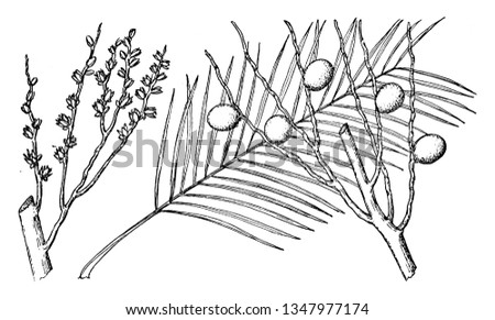 A branch of a palm tree, vintage line drawing or engraving illustration.