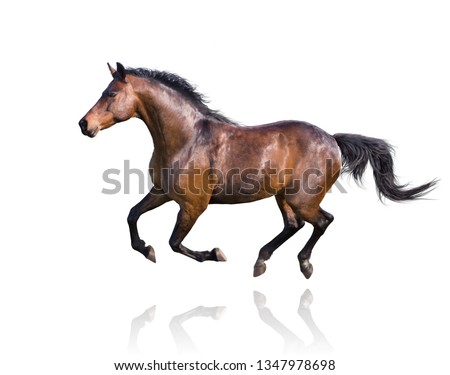 Brown horse runs isolated on white background