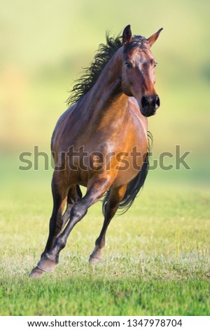 Bay horse runs on the green grass on green background