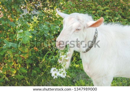 Beautiful young white goat chews a chamomile flower on a beautiful green background
