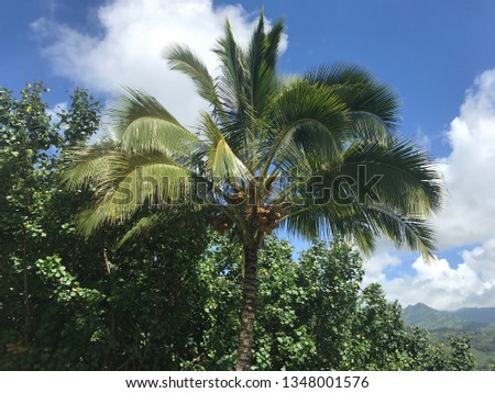 Tropical landscape with Palm Tree in Kauai, Hawaii