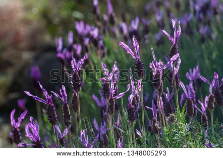 Flowers of spanish lavender