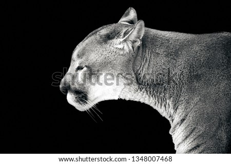 Closeup portrait of a cougar, isolated on black background