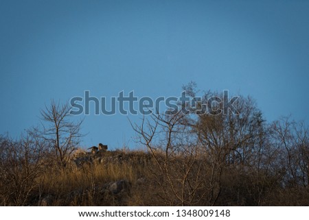 A leopard mother or leopardess with her cub basking in sun at hilltop with skyline in a winter morning at Jhalana Forest Reserve, Jaipur, India