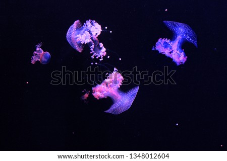 Jellyfish in neon light. Trendy gradient of blue, purple and pink colors. Jelly fish in aquarium.