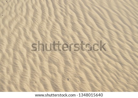 Sand texture background - sand dunes and trees in the middle of the sand - photo
