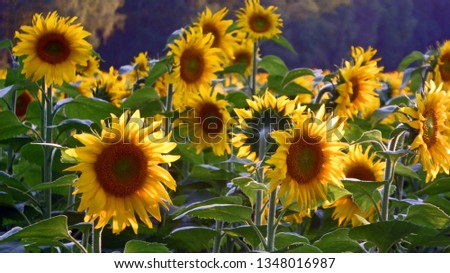 Many sunflowers close-up