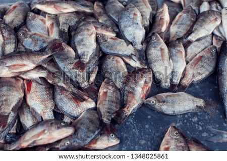 A lot of different kind of fish in the market.