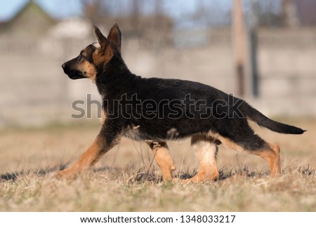 puppy breed German shepherd on a street walk