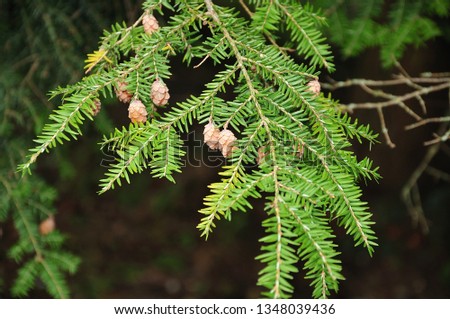 small cones and green needles on twig of a redwood tree Royalty-Free Stock Photo #1348039436