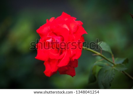 Red rose on green background. Red rose Bush in the flower bed.