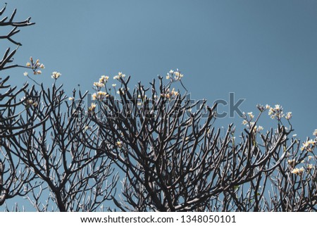 Cherry blossom sakura tress with blue sky looking up perspective with white flower petals