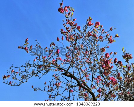 Magnolia flowers and blue sky