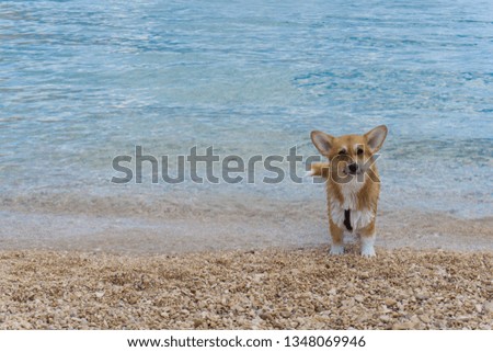 Beautiful Pembroke Welsh Corgi dog playing on the beach and swimming in the blue sea, copy space, summer wallpaper