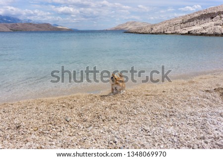 Pembroke Welsh Corgi dog shaking water from its fur, swimming and playing on the beach on a hot, summer day. copy space, wallpaper