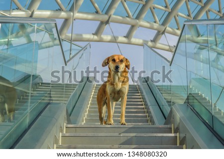 Red dog on the steps from the bridge on the background of glass structures with reflection