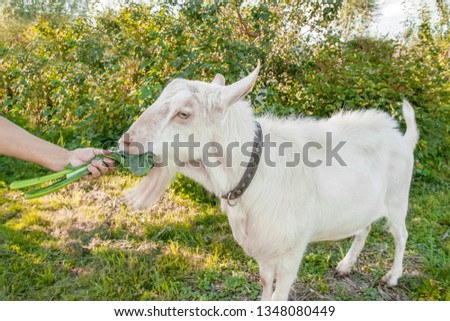 A beautiful young white goat is chewing a leaf of cabbage on a beautiful green background