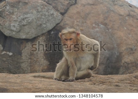 a serious male monkey sitting in rocks