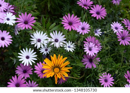 Daisy blossoms on the field, Costa Blanca, Spain