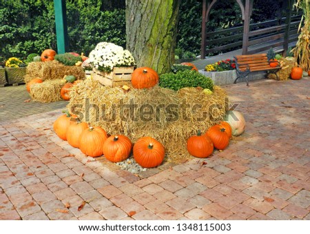 Lovely pumpkin as decoration for halloween in park. Traditional decoration for Halloween.                               