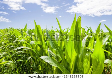 Young green foliage of corn on the agricultural field beautifully maintained plants