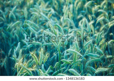 Grain cross of wheat and rye, Latvia, Europe